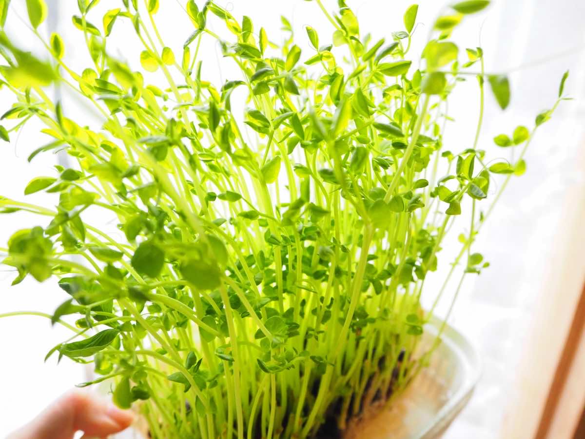 水耕栽培の植え替えとは?適切なタイミングと手順を解説!