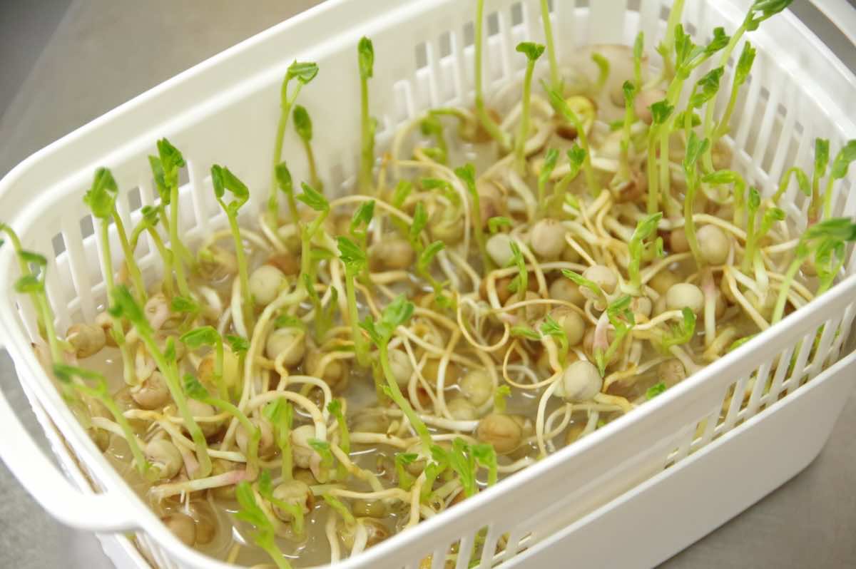 水耕栽培の注意点とは？よくある失敗とその原因、対策について解説！