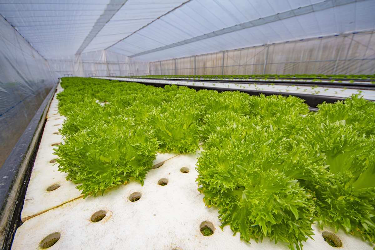 水耕栽培は儲からない？費用対効果を高めるコツ、補助金について解説